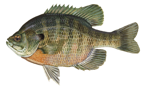 bluegill