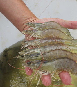 shrimp4